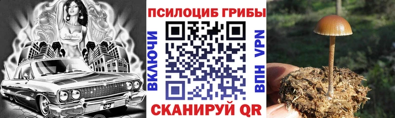 Псилоцибиновые грибы Cubensis  Будённовск 